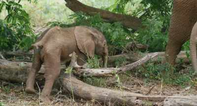 She seems to get hung up in situations - The Elephant Queen