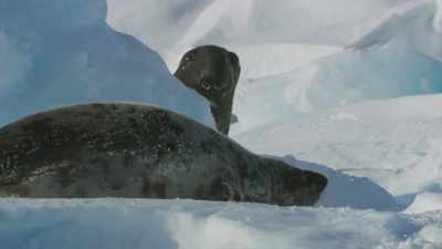 She seems unimpressed. - Frozen Planet II