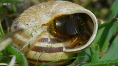 She sets about filling it
with pollen, - Wild Isles