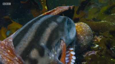 She slips her tentacles
in to the shark's gills. - Planet Earth: A Celebration