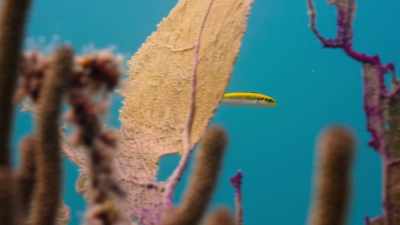 She stops producing the
female hormone estrogen... - The Secret Lives of Animals