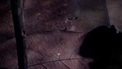 She strikes. - Micro Monsters with David Attenborough