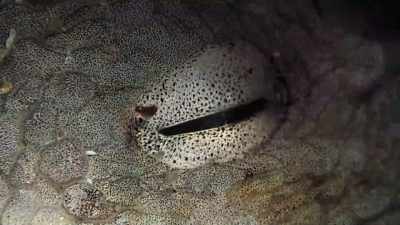 She was teaching me
to become sensitized to the other. - My Octopus Teacher