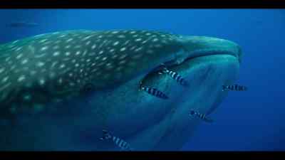 She has the largest inner ear
of any animal, - Our Oceans