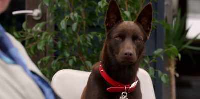 She was the only thing
standing between Koko - Koko: A Red Dog Story