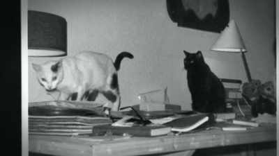 She was tipsy enough to tell me
she had read my diaries, - Loving Highsmith