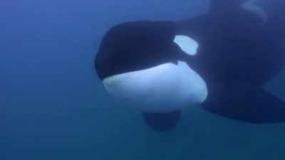 ''She uses echolocation,'' - Secrets of the Whales