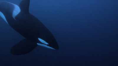 ''She uses pulsed calls
to talk to her pod,'' - Secrets of the Whales
