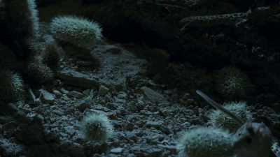 She uses the cholla to build a spiny
wall around her nest. - The Green Planet