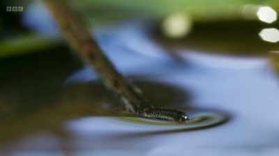 She uses the surface of the water
as her web... - Wild Isles