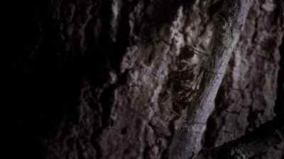 She uses these robotic movements
to camouflage herself from Argiope. - Micro Monsters with David Attenborough
