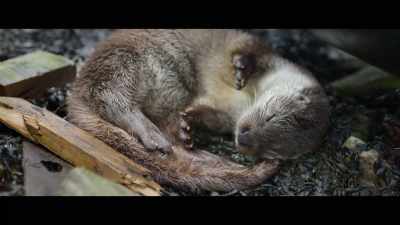 She was vulnerable,
and she was alone. - Billy & Molly: An Otter Love Story