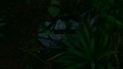 She was moving back to the beach. - Lost