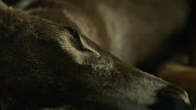 She was so pretty. - Hannibal