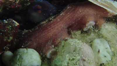 She wasn't coming out of that den. - My Octopus Teacher