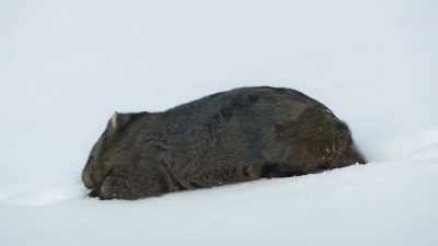 She weighs as much a big dog - Seven Worlds, One Planet