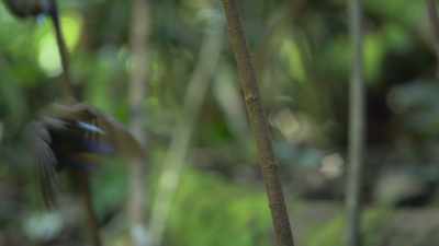 She will judge him
by his performance - Attenborough's Life in Colour