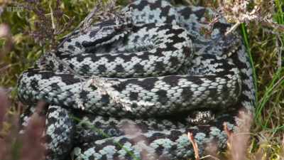 She will mate with many males
in the coming months. - Wild Isles