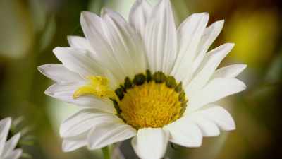 She will never catch a bee
while she's so conspicuous. - Attenborough's Life in Colour