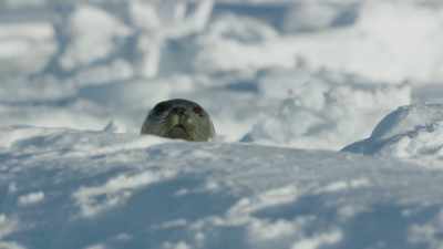 She will never see
her pup again. - Frozen Planet II
