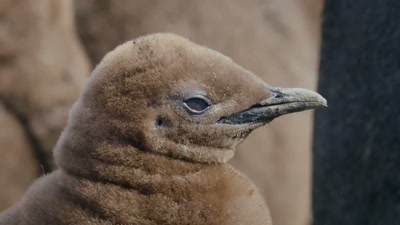 'She won't be ready
to leave the island - A Year on Planet Earth