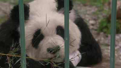 SHE WON'T EAT. - The Amazing Panda Adventure