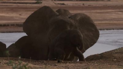 Sheba too, gets a leg up from mum Latifa. - Chasing the Rains