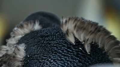 Shed all four layers of feathers
as quickly as possible. - Blue Planet II