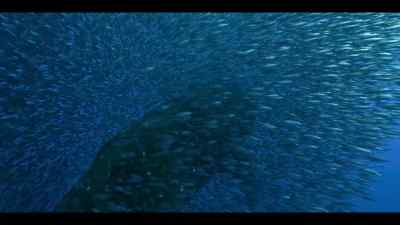 She'd eat these little snipefish
if she could, - Our Oceans