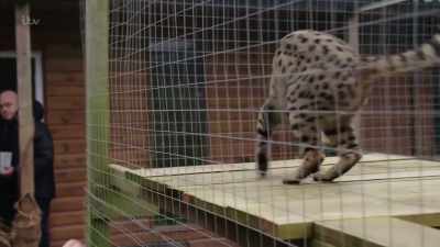 'She'd sold her young servals - Britain's Tiger Kings - On the Trail with Ross Kemp