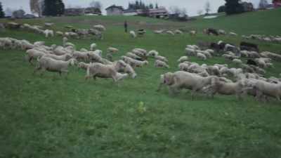-(sheep baaing) - We Are Who We Are