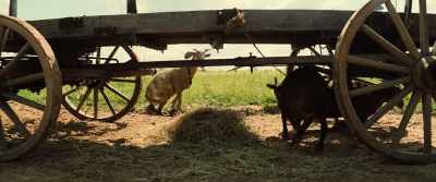 - (SHEEP BLEATING)
- (EXPLOSION RUMBLING) - The Magnificent Seven