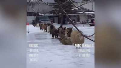 [ Sheep bleating ] - Neighborhood Wars