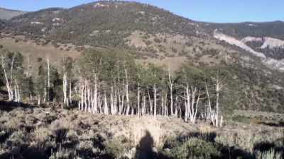 (sheep bleating) - Horror in the High Desert