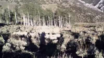 (sheep bleating) - Horror in the High Desert