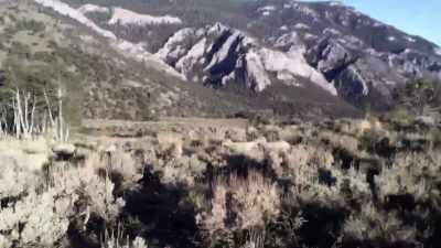 (sheep bleating) - Horror in the High Desert