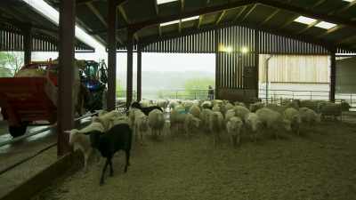 [sheep bleating] - Tractor Ted