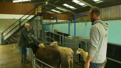 [sheep bleating] - Tractor Ted