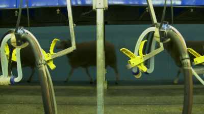 [sheep bleating] - Tractor Ted