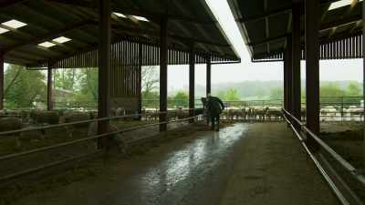 [sheep bleating] - Tractor Ted