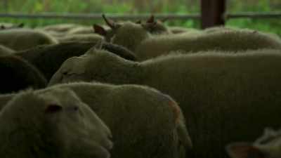 [sheep bleating] - Tractor Ted