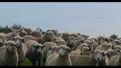 [sheep bleating] - Somebody Feed Phil