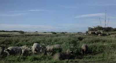         (SHEEP BLEATING) - Yanks