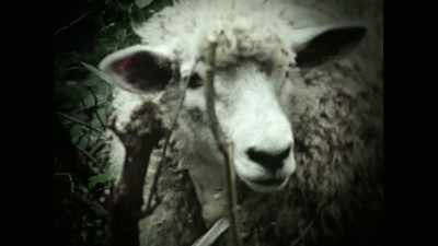 [sheep bleats] - Crock of Gold: A Few Rounds with Shane MacGowan
