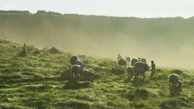 Sheep farming has dominated the
Yorkshire Dales for centuries. - Wild Isles
