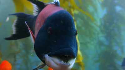 Sheephead wrasse. - Our Planet