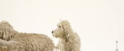 Sheesh, Igor. - Isle of Dogs