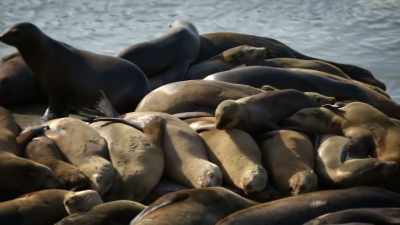 SHEILA: Animal stories are wonderful - United States of Animals