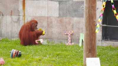 She'll be disappointed when she
gets to the non-honeyed letters. - Secrets of the Zoo