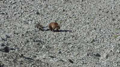 She'll consume half her annual
calories in only 30 days. - Epic Yellowstone